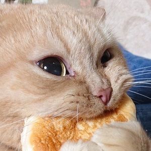 Meet your Posher, Mia